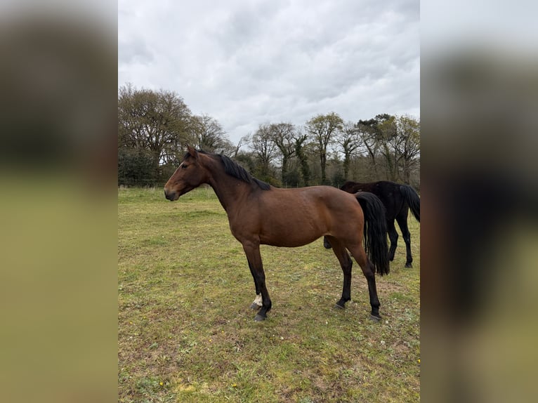 Lusitanien Jument 11 Ans 150 cm Bai in Molac