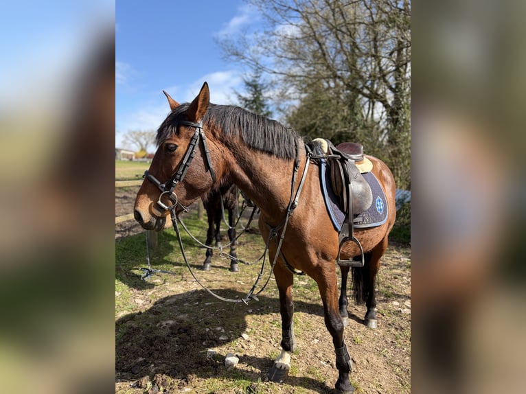 Lusitanien Jument 11 Ans 150 cm Bai in Molac