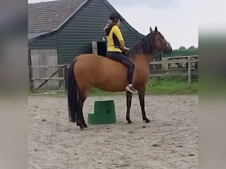 Lusitanien Jument 11 Ans 153 cm Bai in Vierlingsbeek