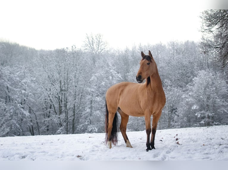 Lusitanien Croisé Jument 11 Ans 153 cm Buckskin in Horhausen