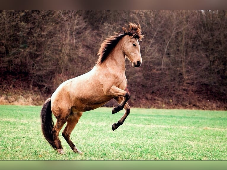 Lusitanien Croisé Jument 11 Ans 153 cm Buckskin in Horhausen