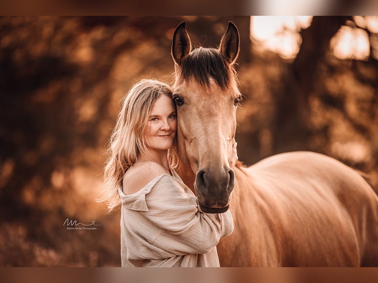 Lusitanien Croisé Jument 11 Ans 153 cm Buckskin in Horhausen