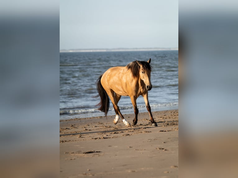 Lusitanien Croisé Jument 11 Ans 153 cm Buckskin in Horhausen