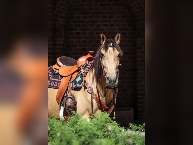 Lusitanien Croisé Jument 11 Ans 153 cm Buckskin in Horhausen