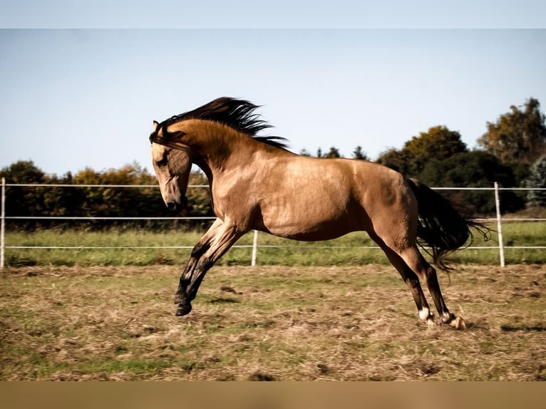 Lusitanien Croisé Jument 11 Ans 153 cm Buckskin in Horhausen