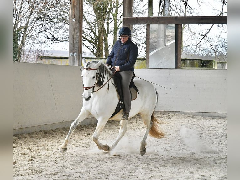 Lusitanien Jument 11 Ans 159 cm Gris in Weinheim