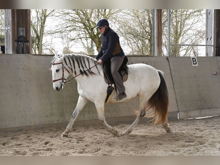 Lusitanien Jument 11 Ans 159 cm Gris in Weinheim