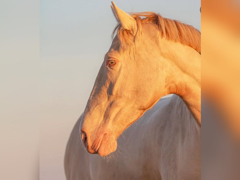 Lusitanien Jument 11 Ans 160 cm Cremello in Timmendorfer Strand