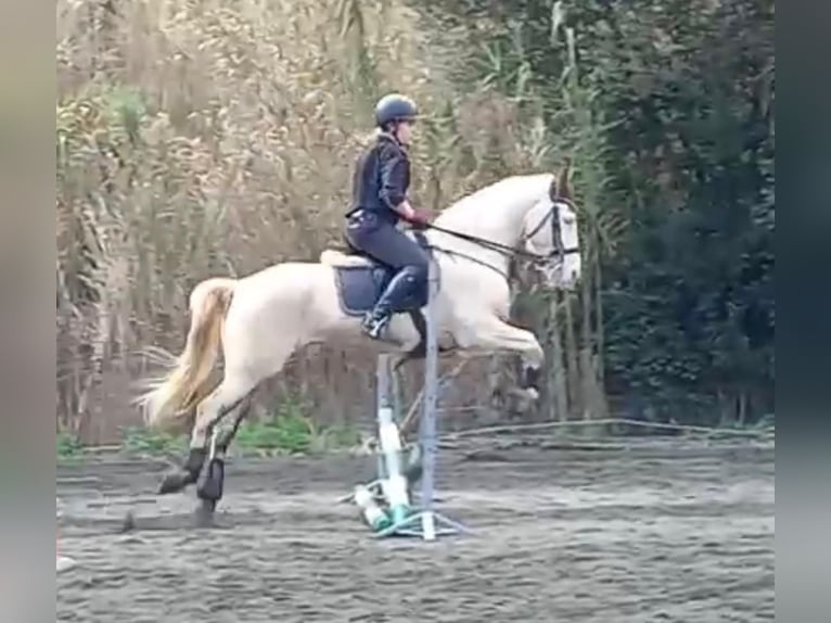 Lusitanien Croisé Jument 11 Ans 164 cm Cremello in Arenys De Munt