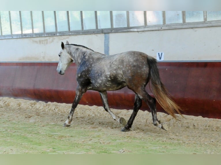 Lusitanien Jument 11 Ans 164 cm Gris in Pompignan