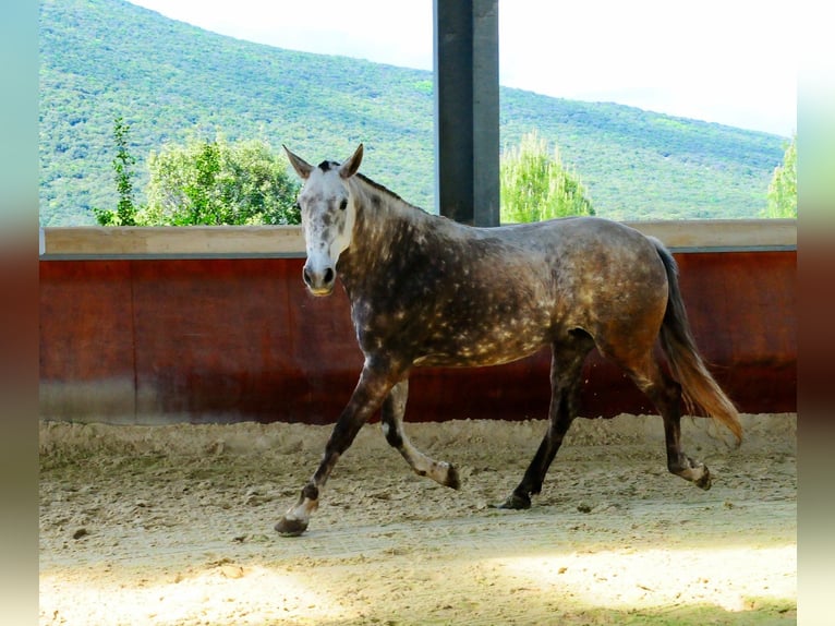 Lusitanien Jument 11 Ans 164 cm Gris in Pompignan