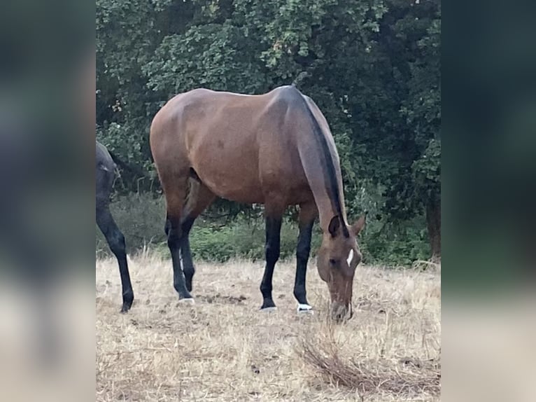 Lusitanien Jument 11 Ans 167 cm Bai in Caldas da Rainha