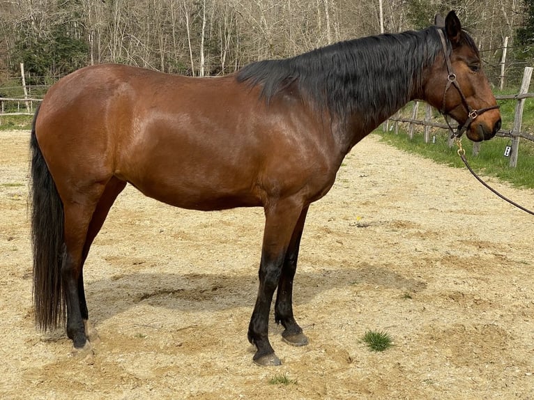 Lusitanien Jument 12 Ans 159 cm Bai in Les Eyzies-de-Tayac-Sireuil