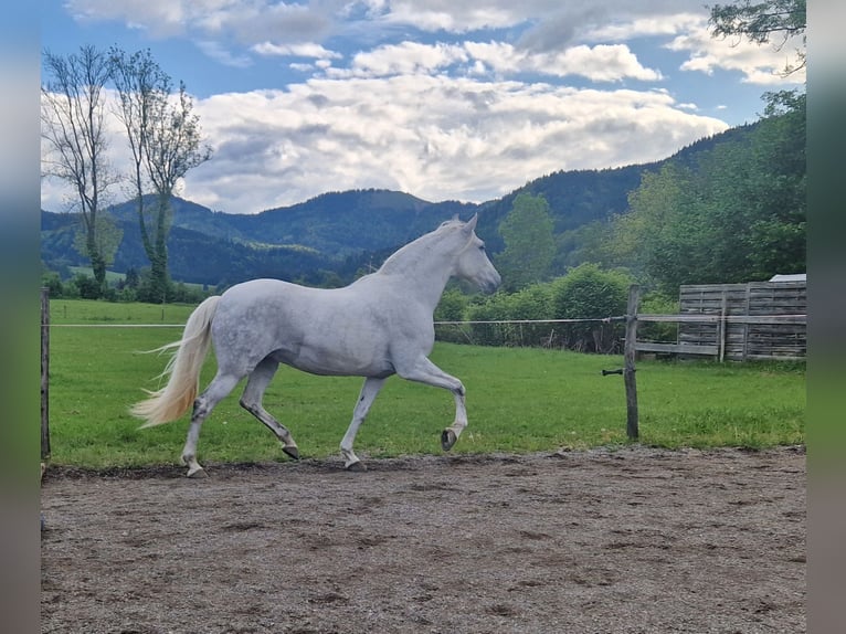 Lusitanien Jument 12 Ans 160 cm Gris moucheté in Schliersee