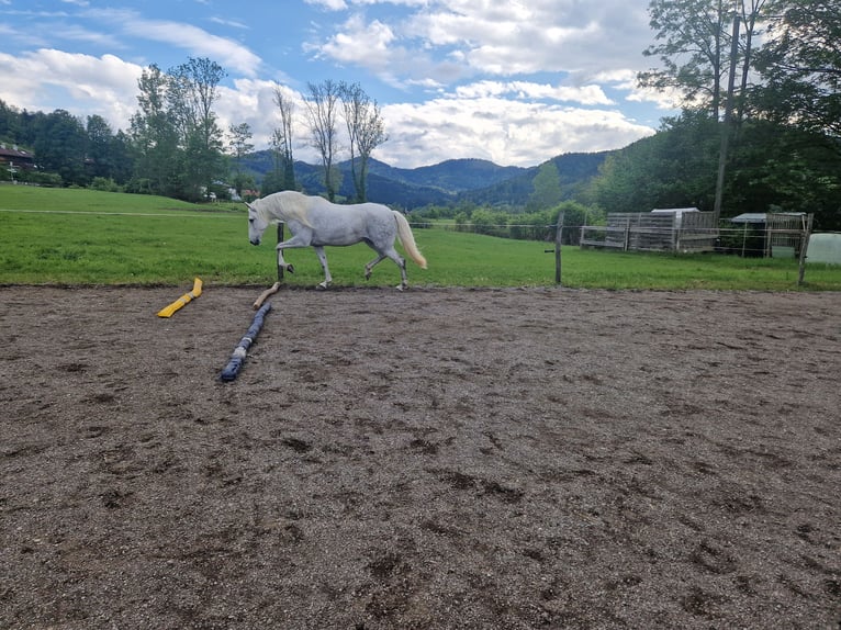 Lusitanien Jument 12 Ans 160 cm Gris moucheté in Schliersee