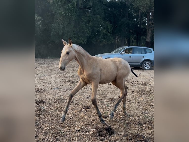 Lusitanien Jument 12 Ans 167 cm Bai in Caldas da Rainha