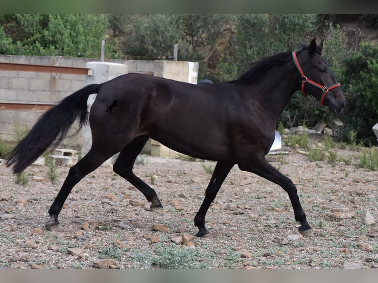 Lusitanien Jument 13 Ans 156 cm Bai brun in Menorca