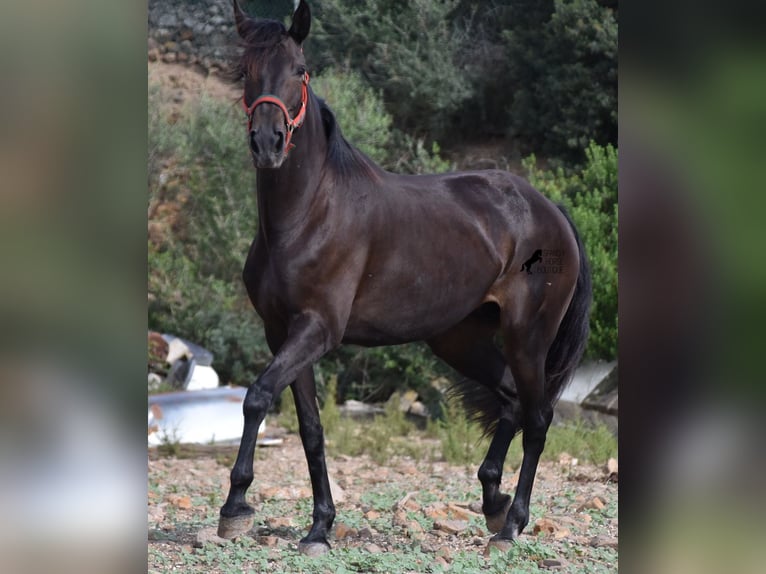 Lusitanien Jument 13 Ans 156 cm Bai brun in Menorca