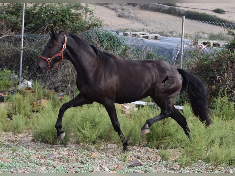 Lusitanien Jument 13 Ans 156 cm Bai brun in Menorca