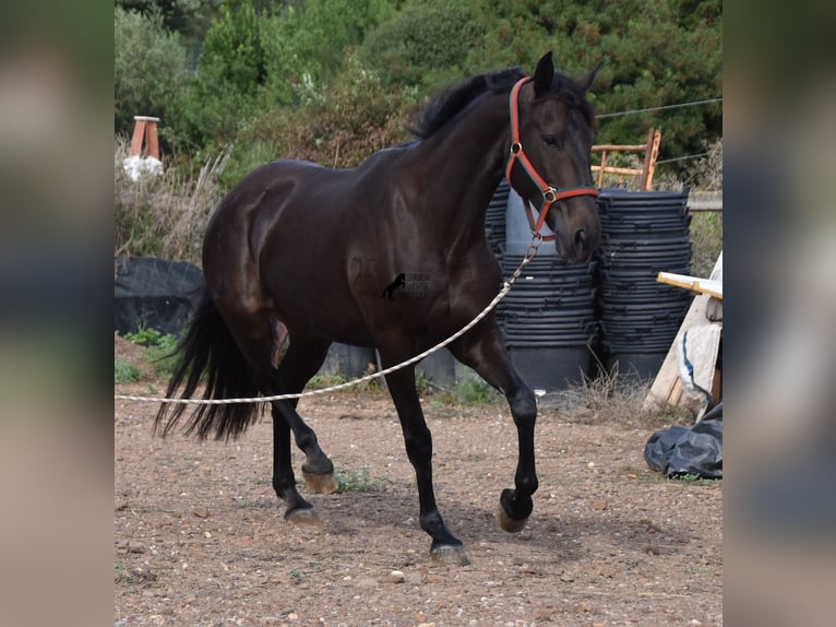 Lusitanien Jument 13 Ans 156 cm Bai brun in Menorca