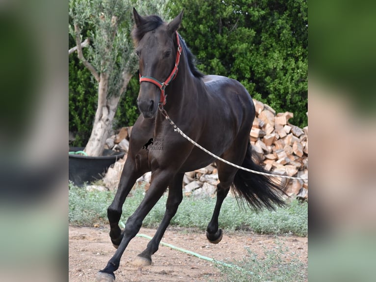 Lusitanien Jument 13 Ans 156 cm Bai brun in Menorca