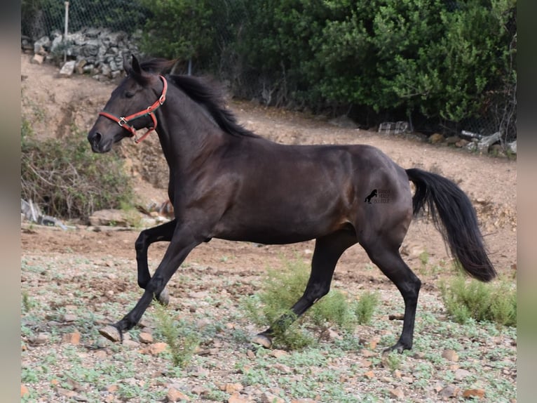 Lusitanien Jument 13 Ans 156 cm Bai brun in Menorca