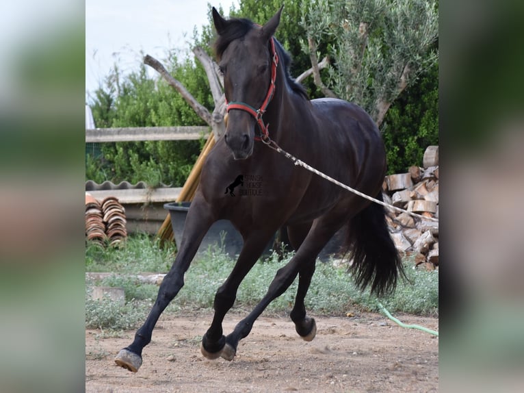 Lusitanien Jument 13 Ans 156 cm Bai brun in Menorca