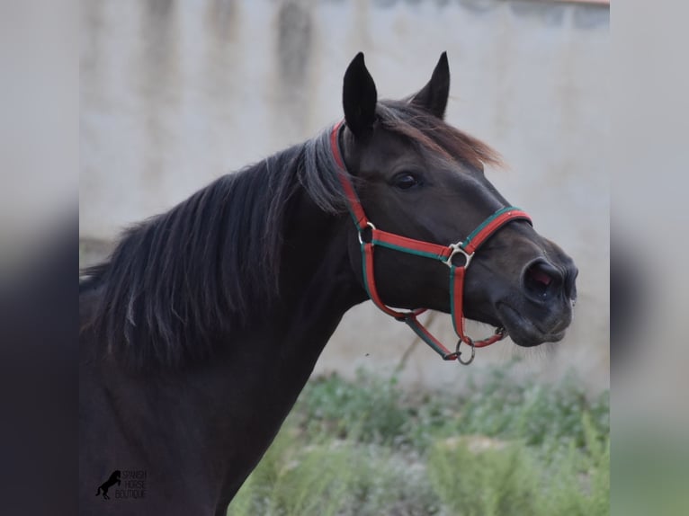 Lusitanien Jument 13 Ans 156 cm Bai brun in Menorca