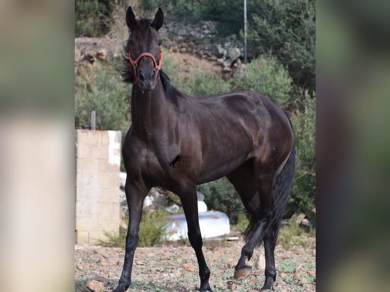 Lusitanien Jument 13 Ans 156 cm Bai brun in Menorca