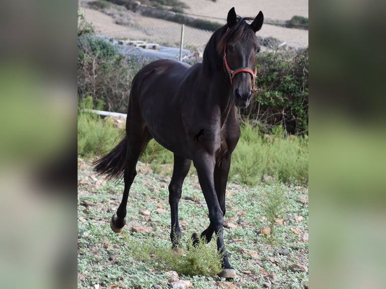 Lusitanien Jument 13 Ans 156 cm Bai brun in Menorca