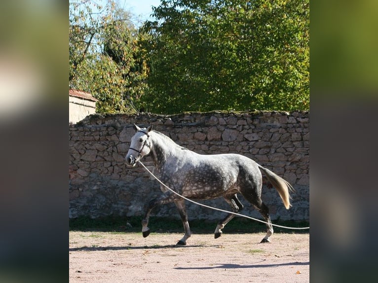 Lusitanien Jument 13 Ans 164 cm Gris moucheté in Saligny sur Roudon