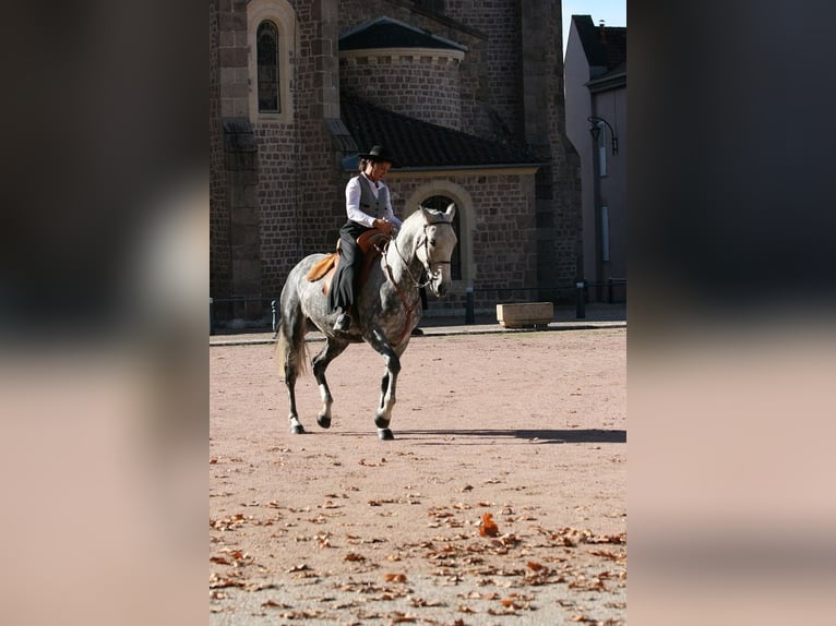 Lusitanien Jument 13 Ans 164 cm Gris moucheté in Saligny sur Roudon