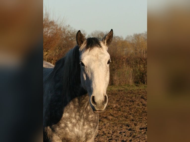 Lusitanien Jument 13 Ans 164 cm Gris moucheté in Saligny sur Roudon