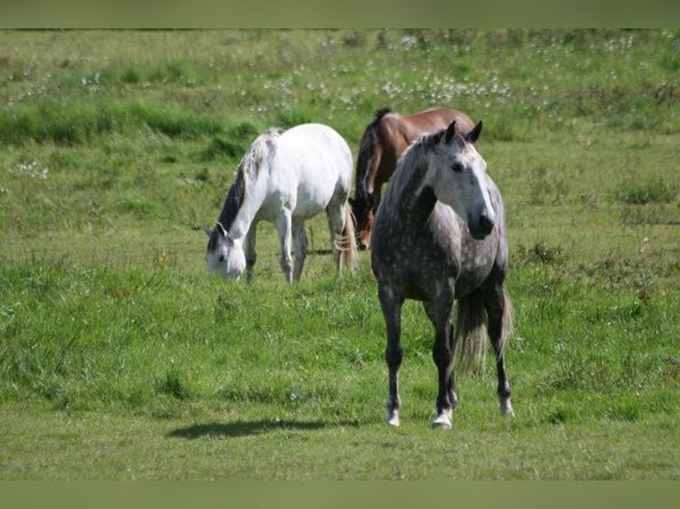 Lusitanien Jument 13 Ans 164 cm Gris moucheté in Saligny sur Roudon