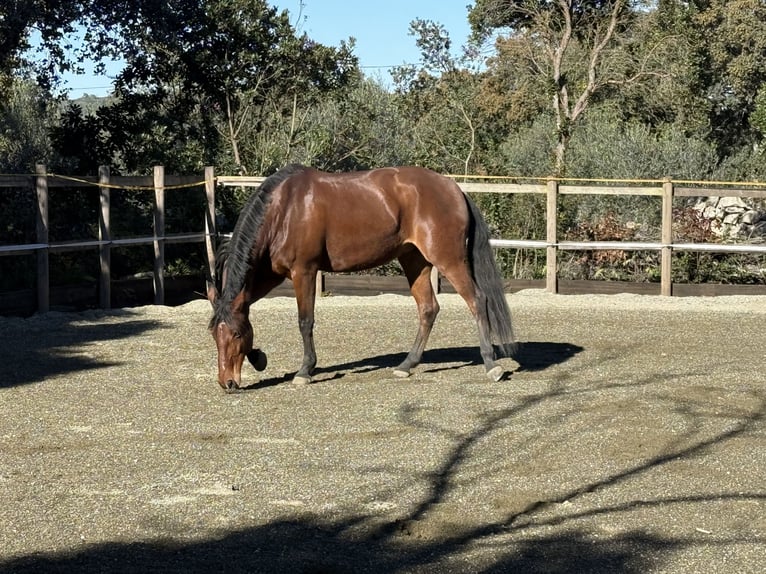 Lusitanien Jument 13 Ans 165 cm Bai in Ourém