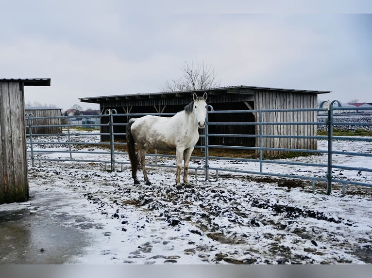 Lusitanien Jument 13 Ans 165 cm Gris in Adlkofen