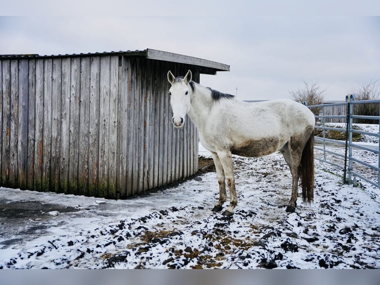 Lusitanien Jument 13 Ans 165 cm Gris in Adlkofen