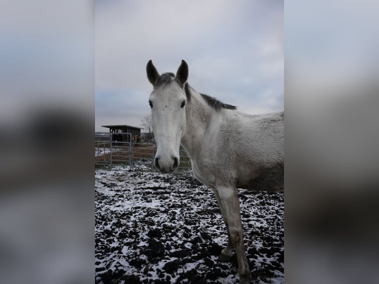 Lusitanien Jument 13 Ans 165 cm Gris in Adlkofen