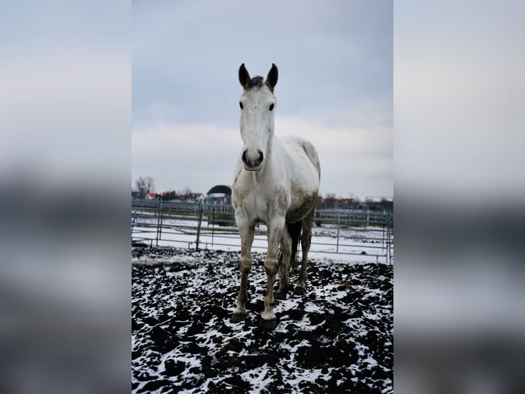 Lusitanien Jument 13 Ans 165 cm Gris in Adlkofen