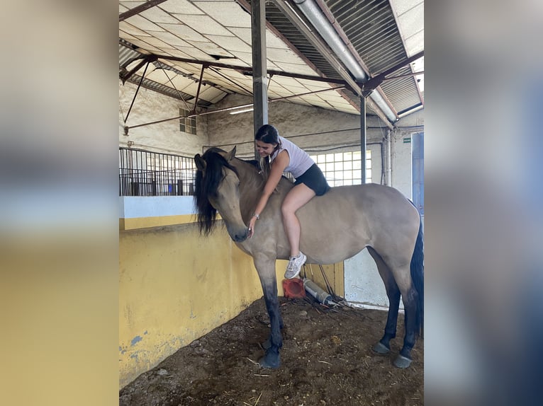 Lusitanien Croisé Jument 13 Ans 165 cm Isabelle in Madrid