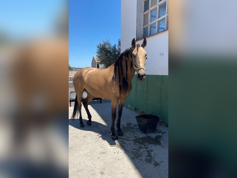 Lusitanien Croisé Jument 13 Ans 165 cm Isabelle in Madrid