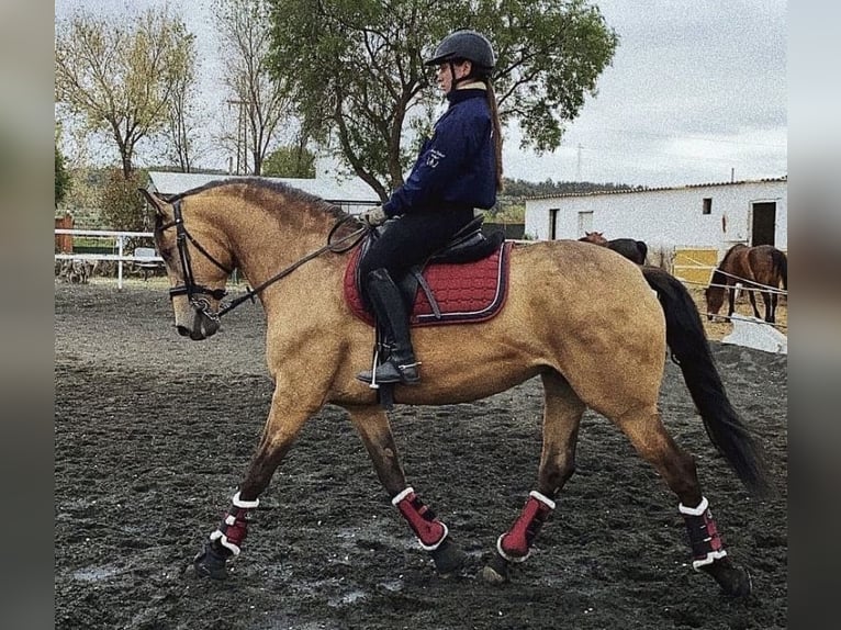 Lusitanien Croisé Jument 13 Ans 165 cm Isabelle in Madrid