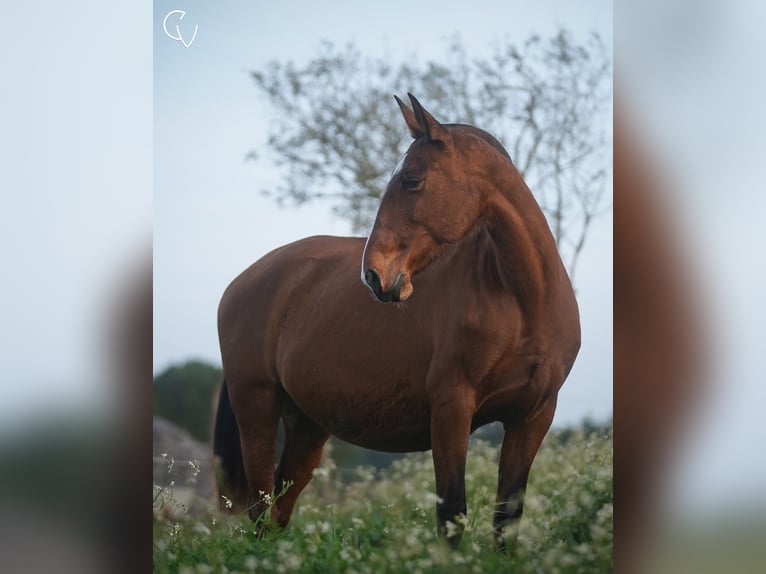 Lusitanien Jument 14 Ans 164 cm Bai cerise in Agua Derramada