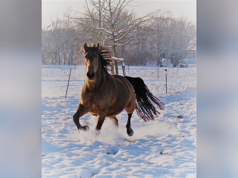 Lusitanien Jument 15 Ans 152 cm Buckskin in Fuchstal