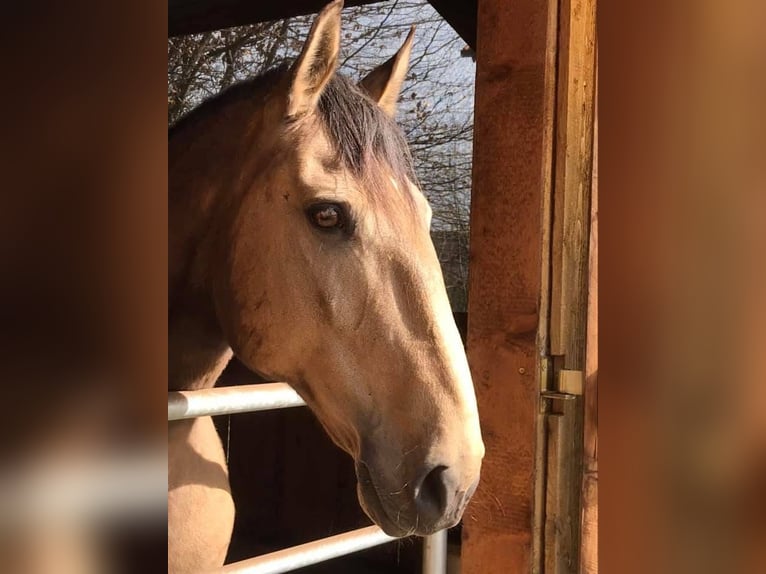 Lusitanien Jument 15 Ans 152 cm Buckskin in Fuchstal