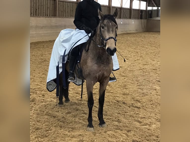 Lusitanien Jument 15 Ans 152 cm Buckskin in Fuchstal