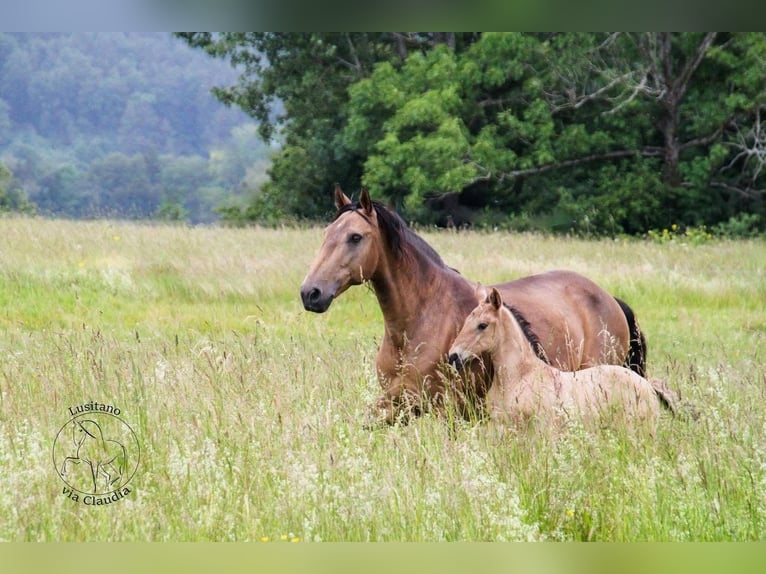 Lusitanien Jument 15 Ans 152 cm Buckskin in Fuchstal