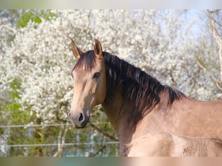 Lusitanien Jument 15 Ans 152 cm Buckskin in Fuchstal