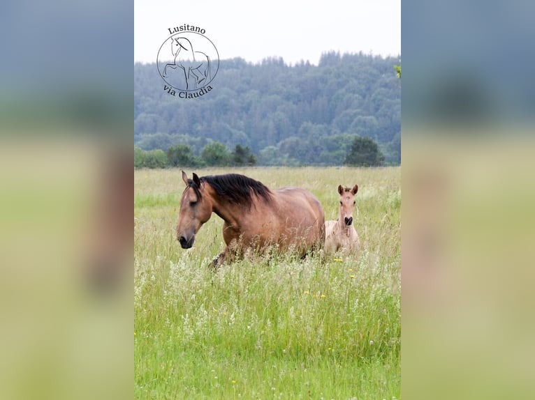 Lusitanien Jument 15 Ans 152 cm Buckskin in Fuchstal