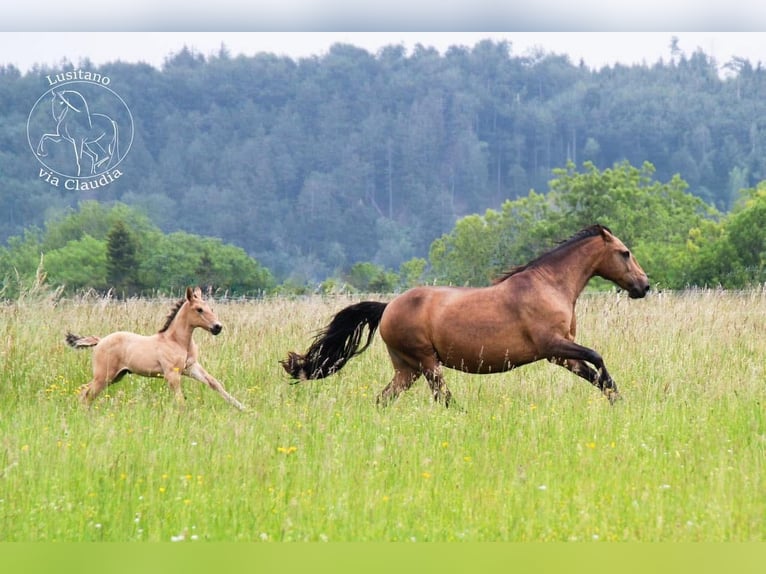 Lusitanien Jument 15 Ans 152 cm Buckskin in Fuchstal